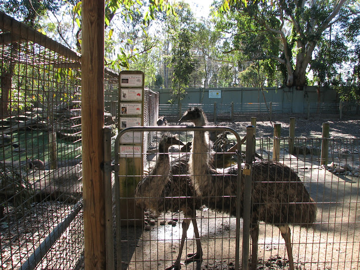 Featherdale 2012 - Emus