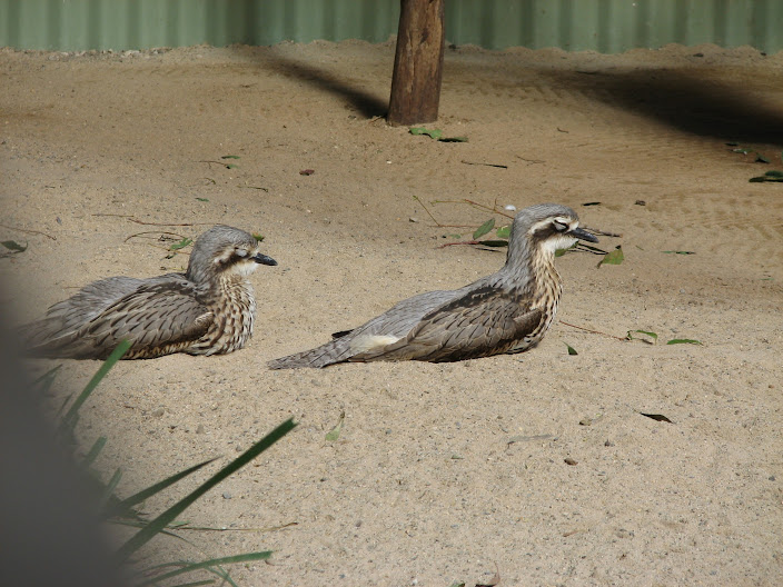 Featherdale 2012 - flight-restricted Bush Stone Curlews in one of the koala exhibits