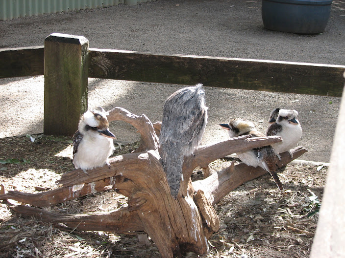 Featherdale 2012 - flight-restricted Laughing Kookaburras and Tawny Frogmouth in the koala walkthrough