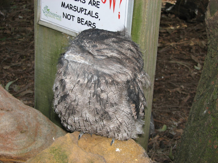 Featherdale 2012 - flight-restricted Tawny Frogmouth in the koala walkthrough