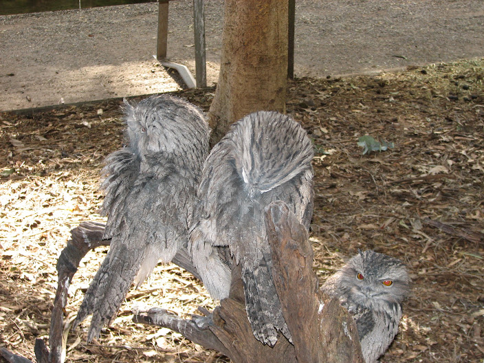 Featherdale 2012 - flight-restricted Tawny Frogmouths in the koala walkthrough