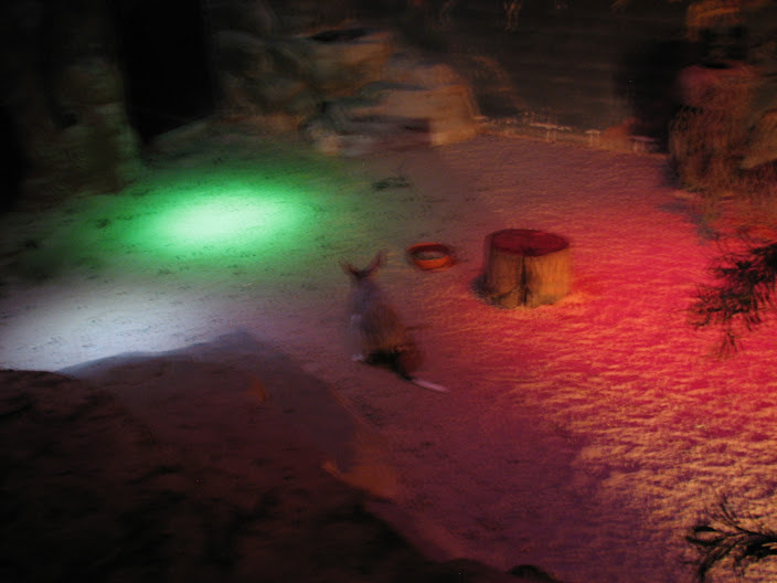 Featherdale 2012 - Greater Bilby