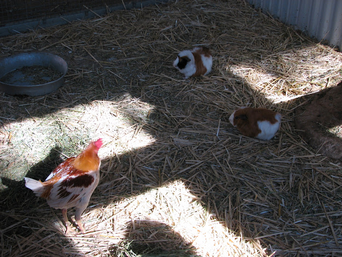 Featherdale 2012 - Guinea Pigs and Domestic Chicken