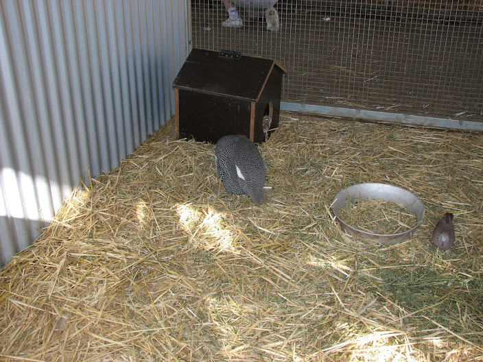 Featherdale 2012 - Helmeted Guineafowl and flight-restricted Spotted Dove