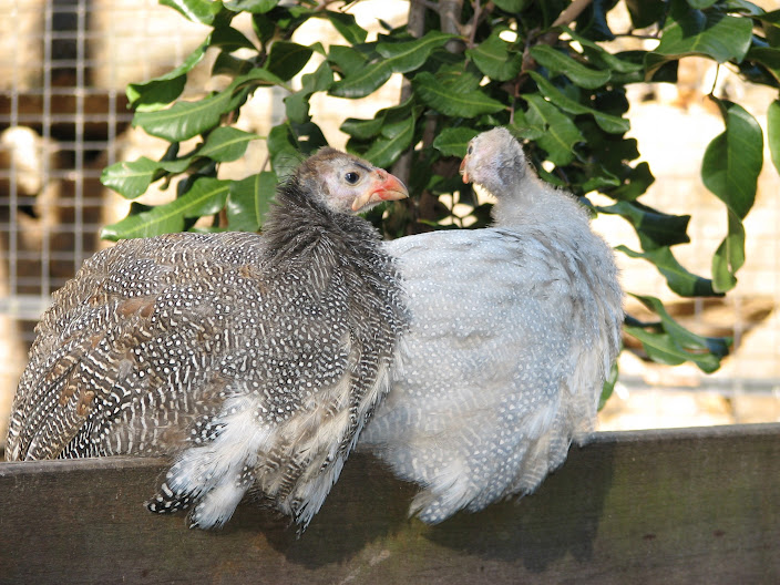 Featherdale 2012 - Helmeted Guineafowl