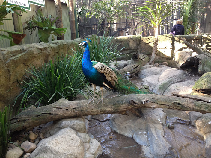 Featherdale 2012 - Indian Peafowl