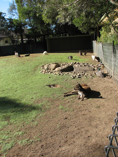Featherdale 2012 - Kangaroo Island Kangaroo, Tammar Wallabies (including Albino) and Indian Peafowl