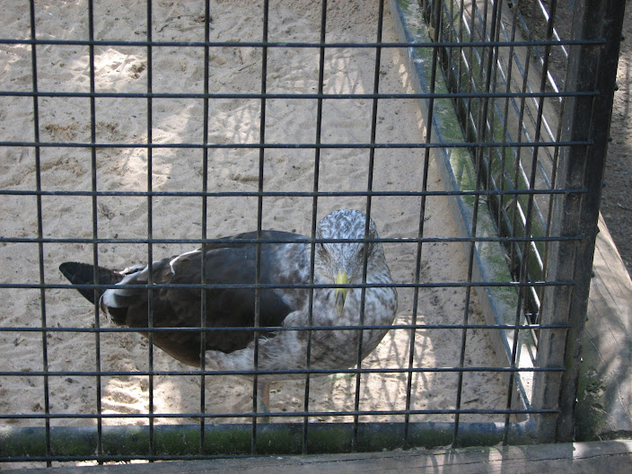 Featherdale 2012 - Kelp Gull (pinioned/wing-clipped)