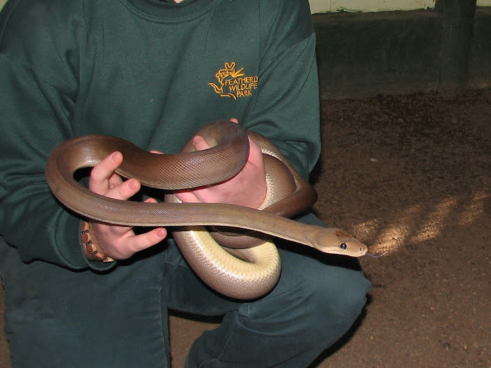 Featherdale 2012 - Olive Python