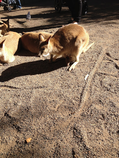 Featherdale 2012 - Parma Wallabies