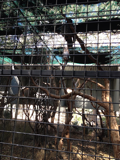 Featherdale 2012 - Powerful Owl aviary