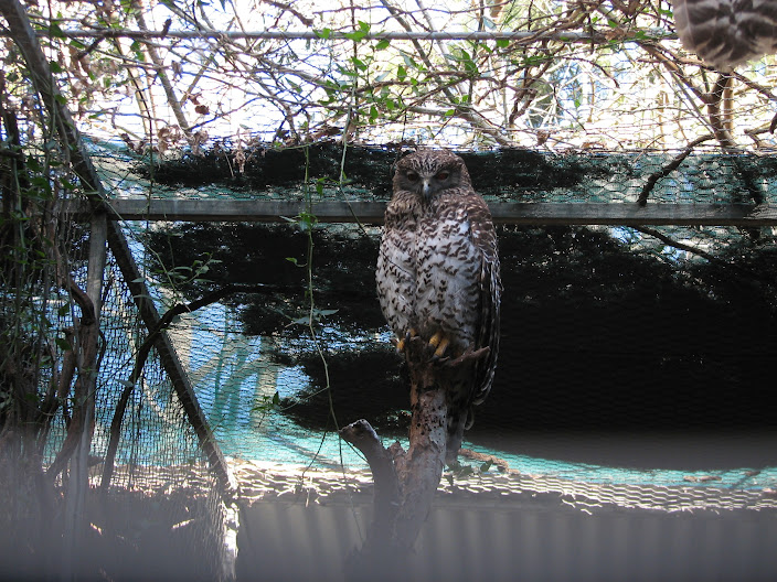 Featherdale 2012 - Powerful Owl