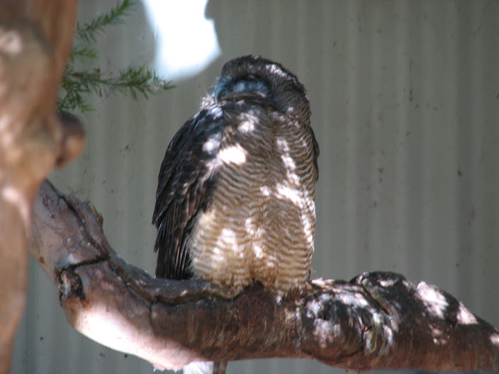 Featherdale 2012 - Rufous Owl