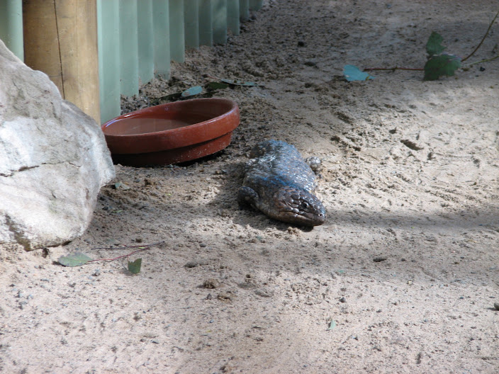 Featherdale 2012 - Shingleback in one of the koala exhibits