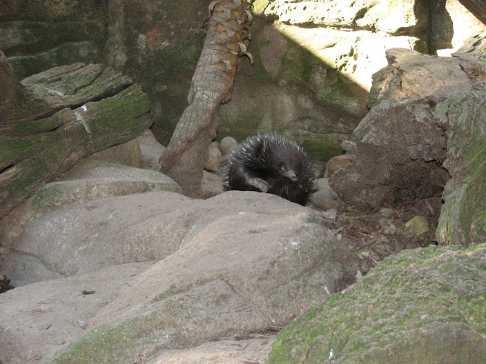 Featherdale 2012 - Short-beaked Echidna
