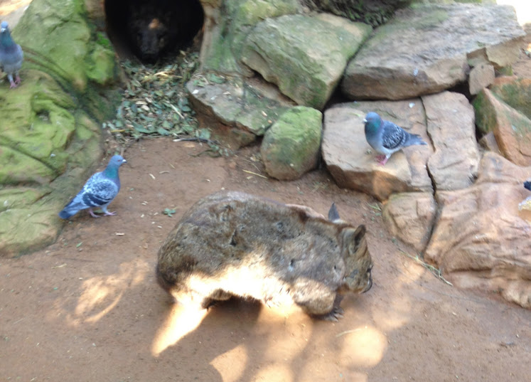 Featherdale 2012 - Southern Hairy-nosed Wombat and wild Domestic Pigeons