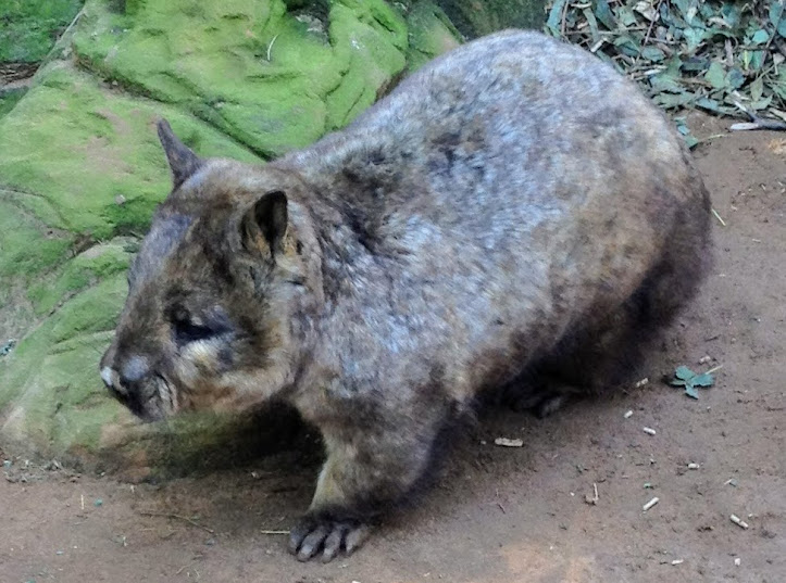 Featherdale 2012 - Southern Hairy-nosed Wombat