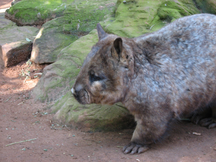 Featherdale 2012 - Southern Hairy-nosed Wombat