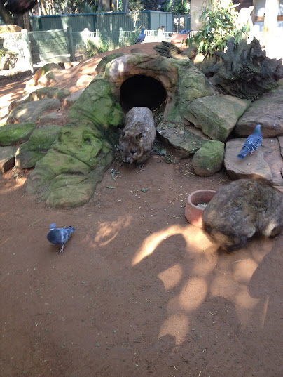 Featherdale 2012 - Southern Hairy-nosed Wombats and wild Domestic Pigeons