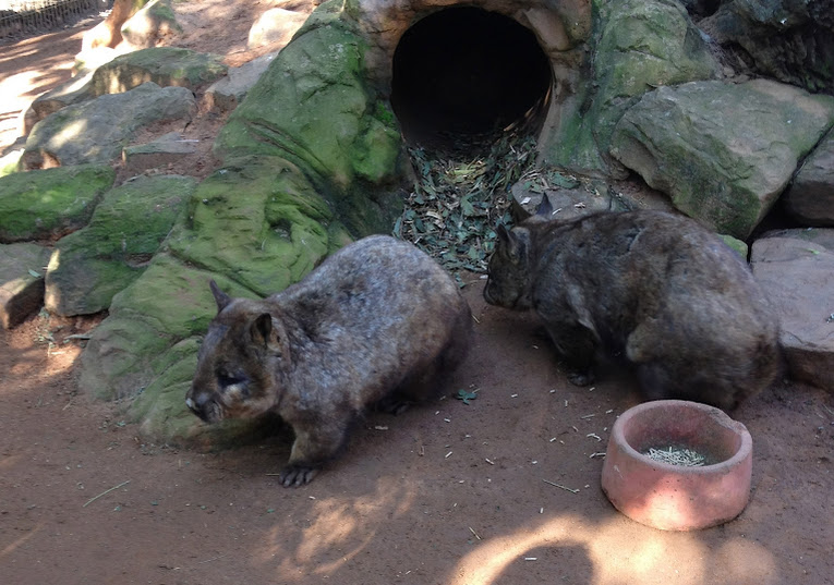 Featherdale 2012 - Southern Hairy-nosed Wombats