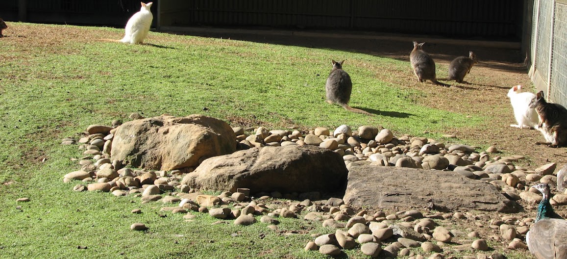 Featherdale 2012 - Tammar Wallabies (including Albino) and Indian Peafowl