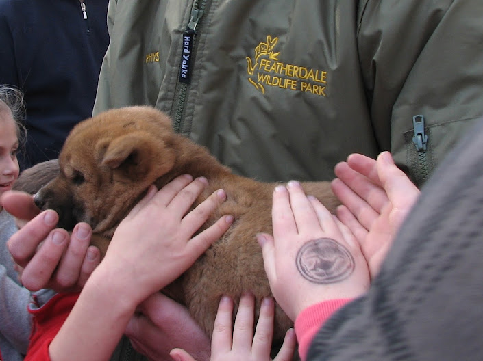 Featherdale 2012 - very young Dingo pup