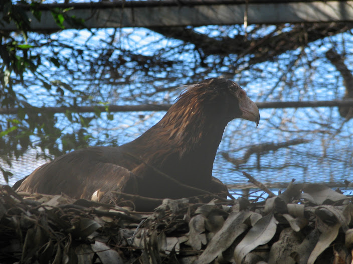 Featherdale 2012 - Wedge-tailed Eagle