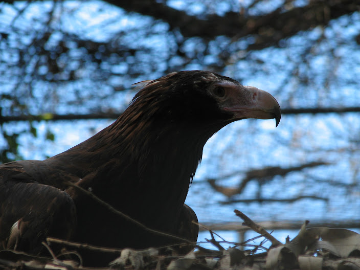 Featherdale 2012 - Wedge-tailed Eagle