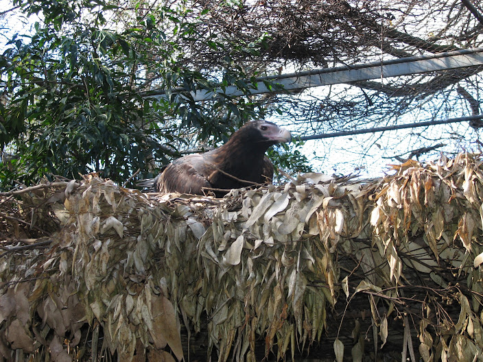 Featherdale 2012 - Wedge-tailed Eagle