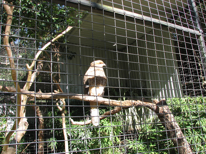 Featherdale 2012 - Whistling Kite