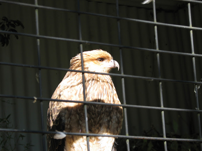 Featherdale 2012 - Whistling Kite
