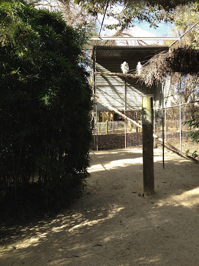 Featherdale 2012 - White-bellied Sea Eagle aviary