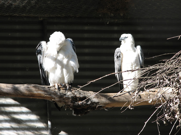 Featherdale 2012 - White-bellied Sea Eagles