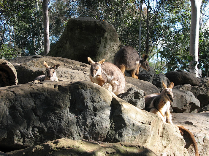 Featherdale 2012 - Yellow-footed Rock Wallabies