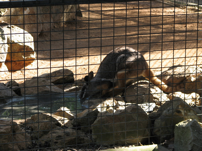 Featherdale 2012 - Yellow-footed Rock Wallaby