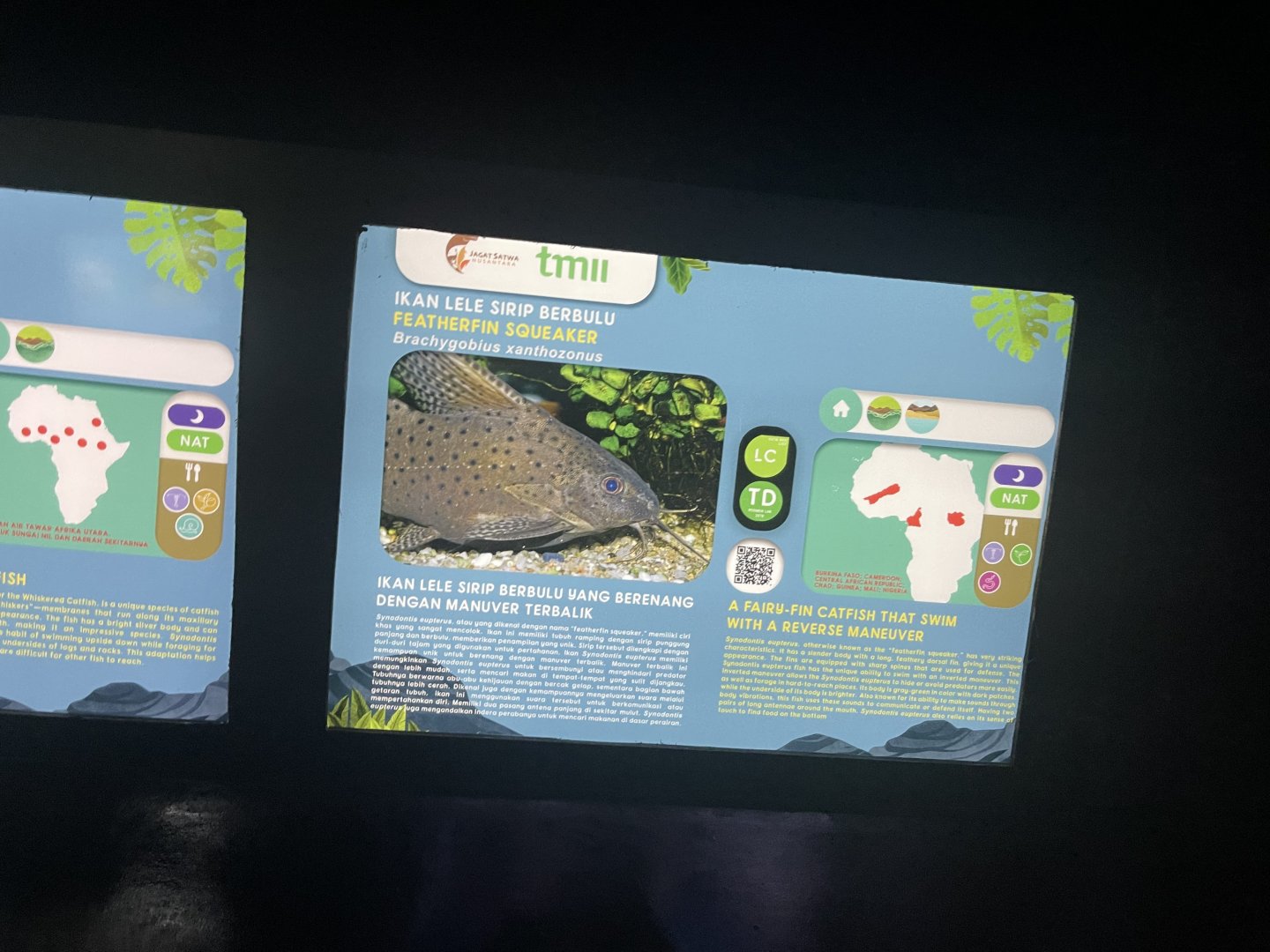 featherfin squeaker signage - dunia air tawar