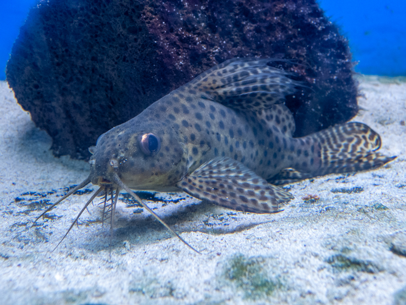 Featherfin squeaker (Synodontis eupterus)