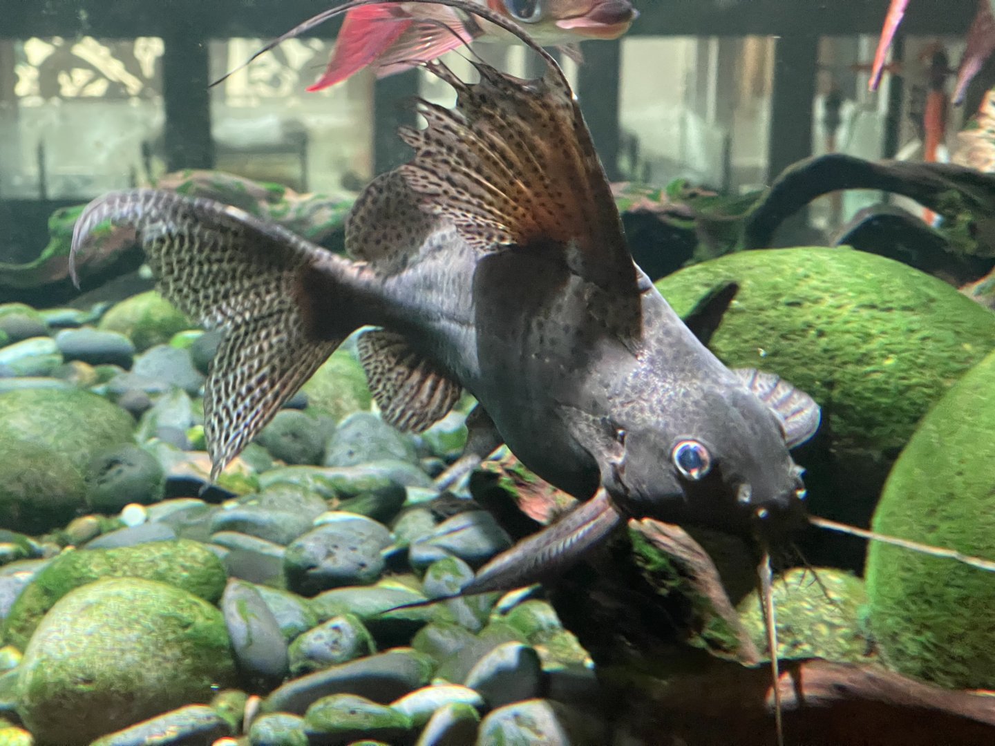 featherfin squeaker (synodontis eupterus)