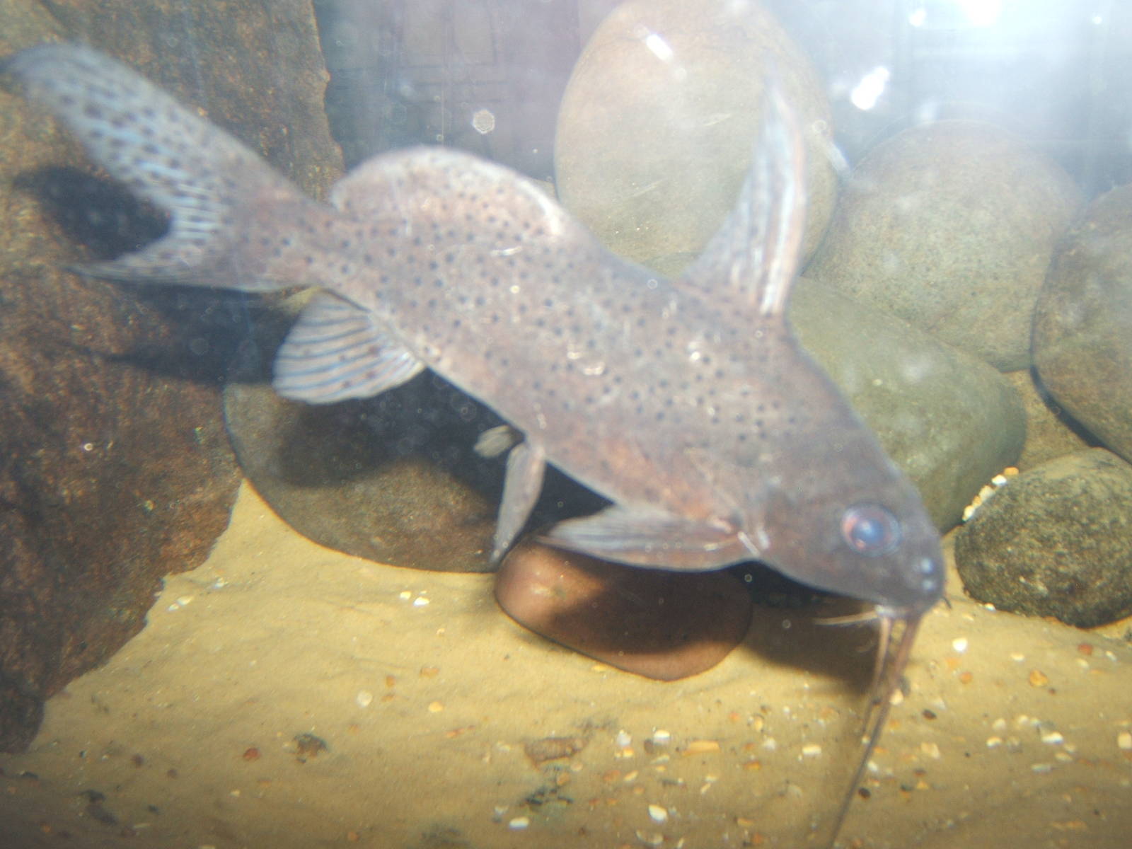 Featherfin Synodontis (Synodontis eupterus)