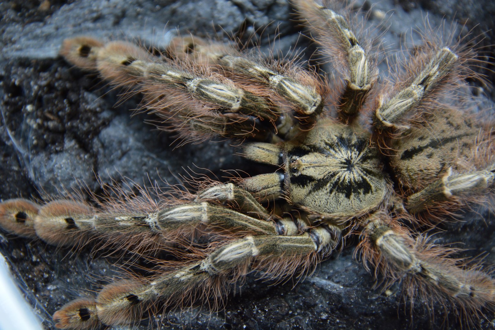 Featherleg baboon tarantula (Stromatopelma calceatum)