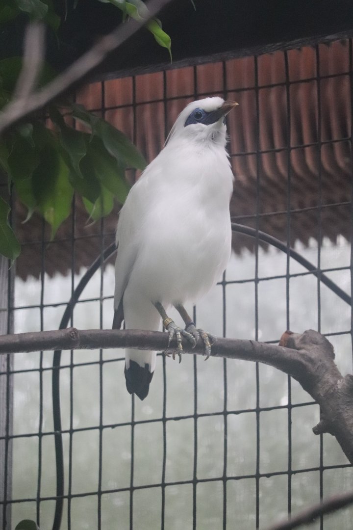 Feathers and Scales - Bali Myna