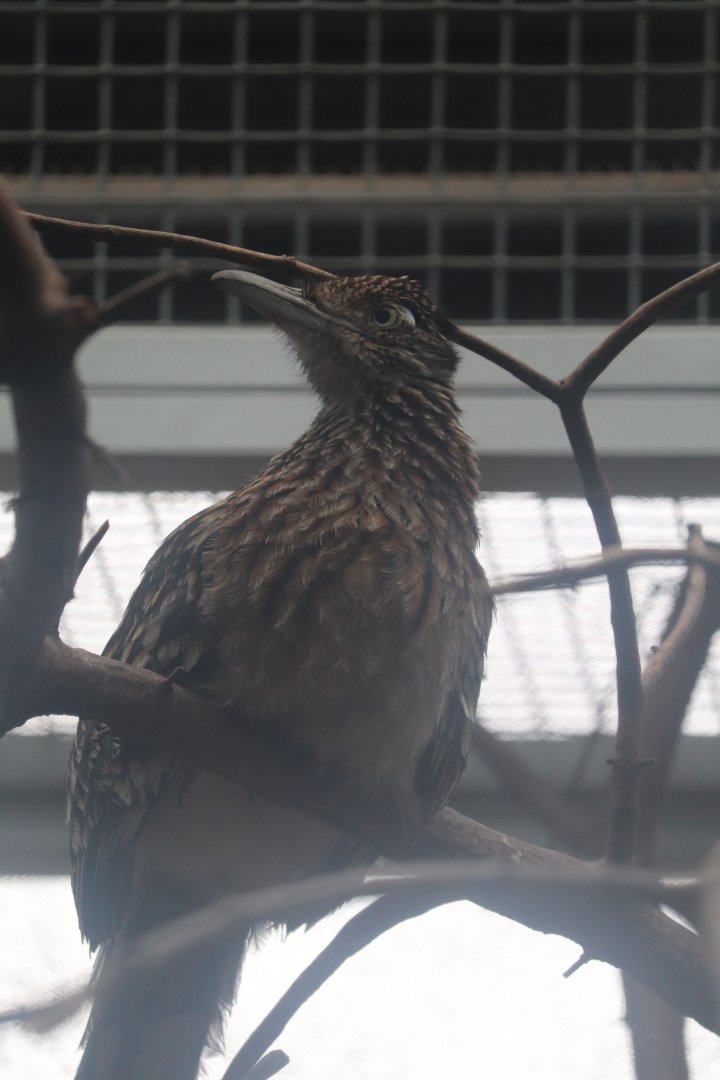 Feathers and Scales - Greater Roadrunner