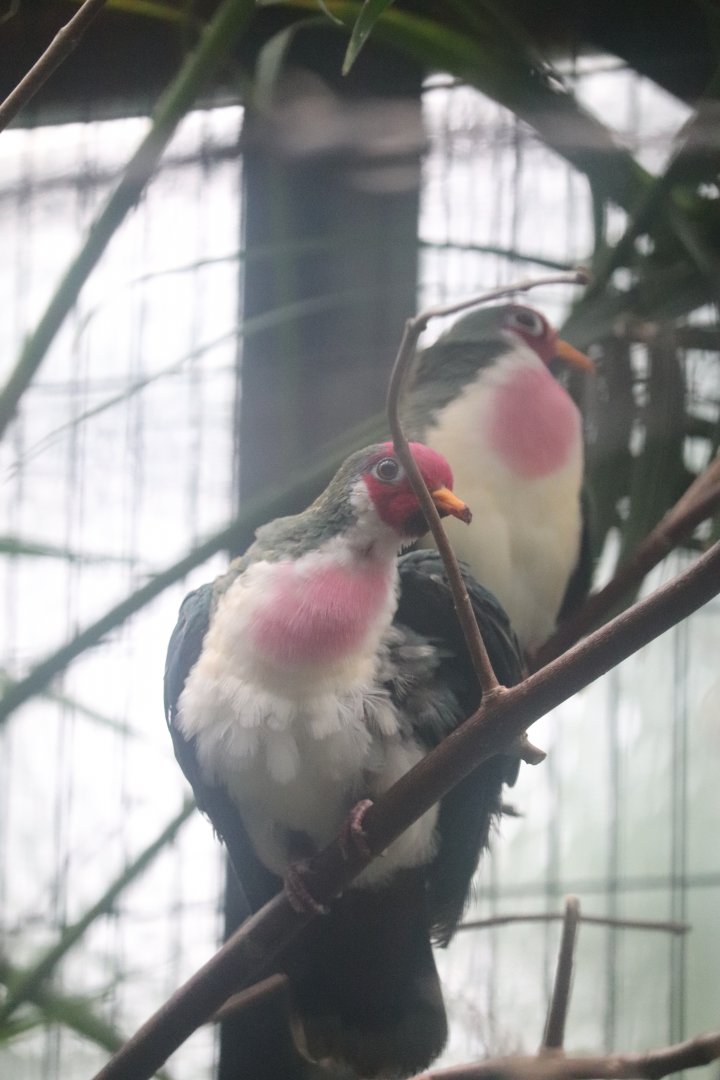 Feathers and Scales - Jambu Fruit Dove