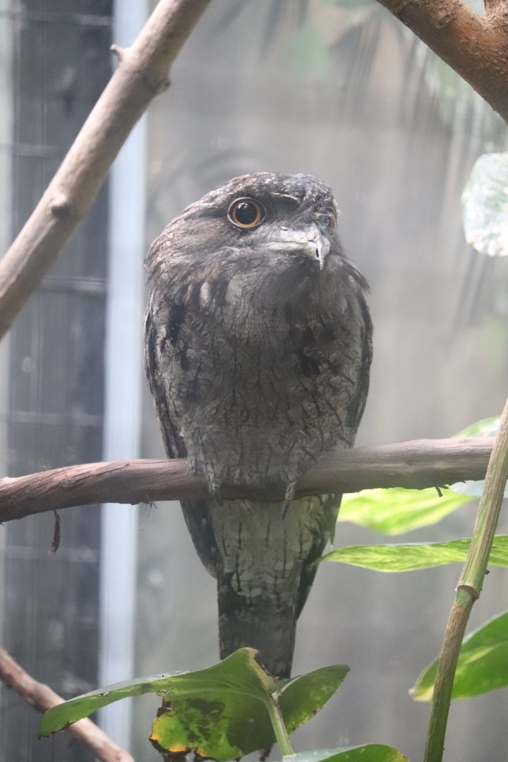 Feathers and Scales - Tawny Frogmouth