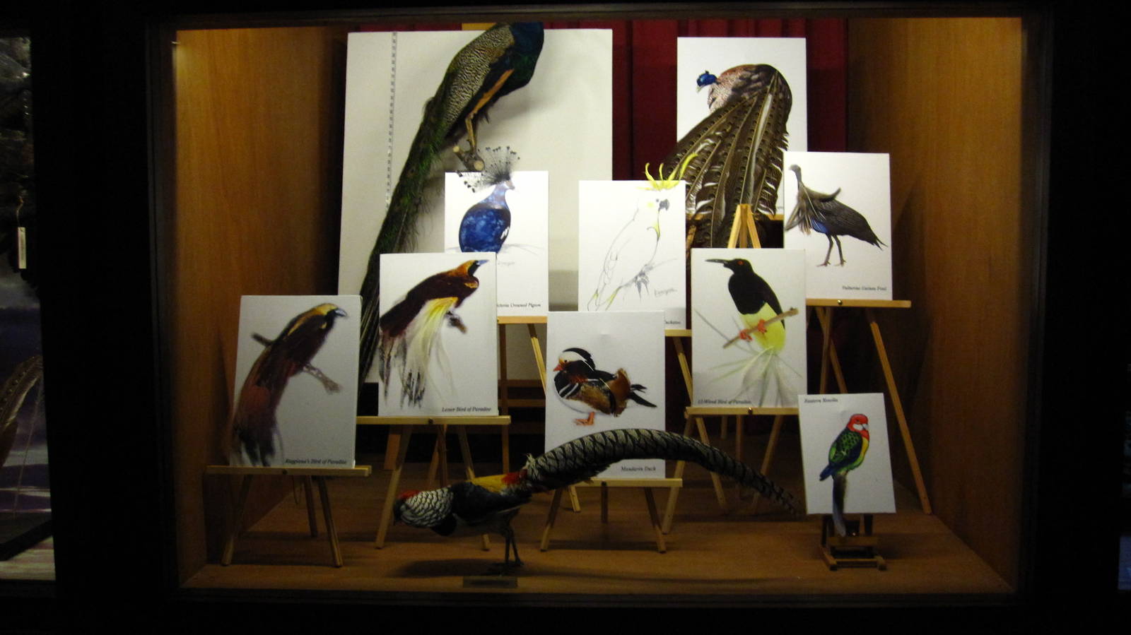 Feathers Diaorama, Bird Discovery Centre - Jurong Bird Park