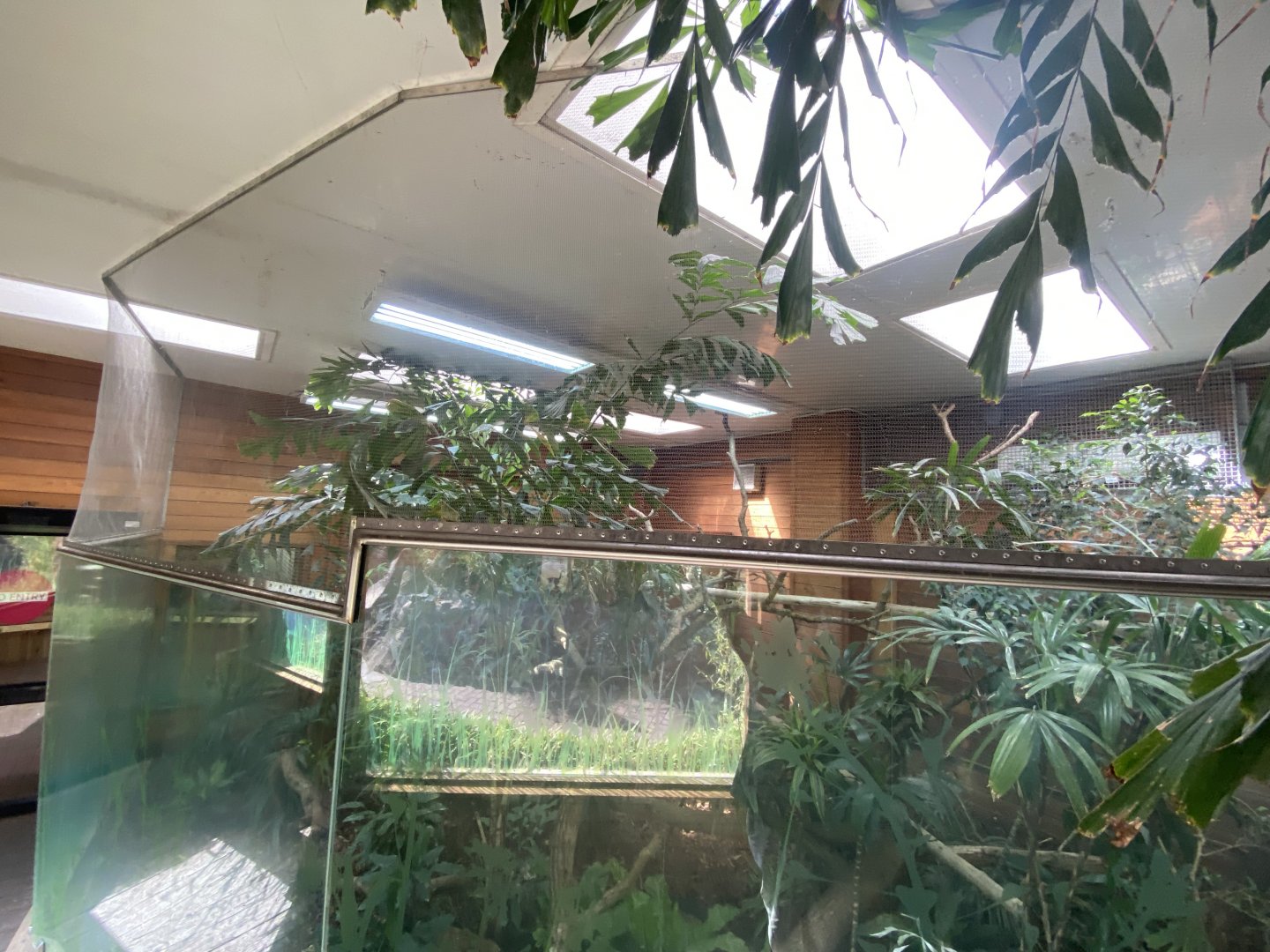 Feathers of the Forest 110925