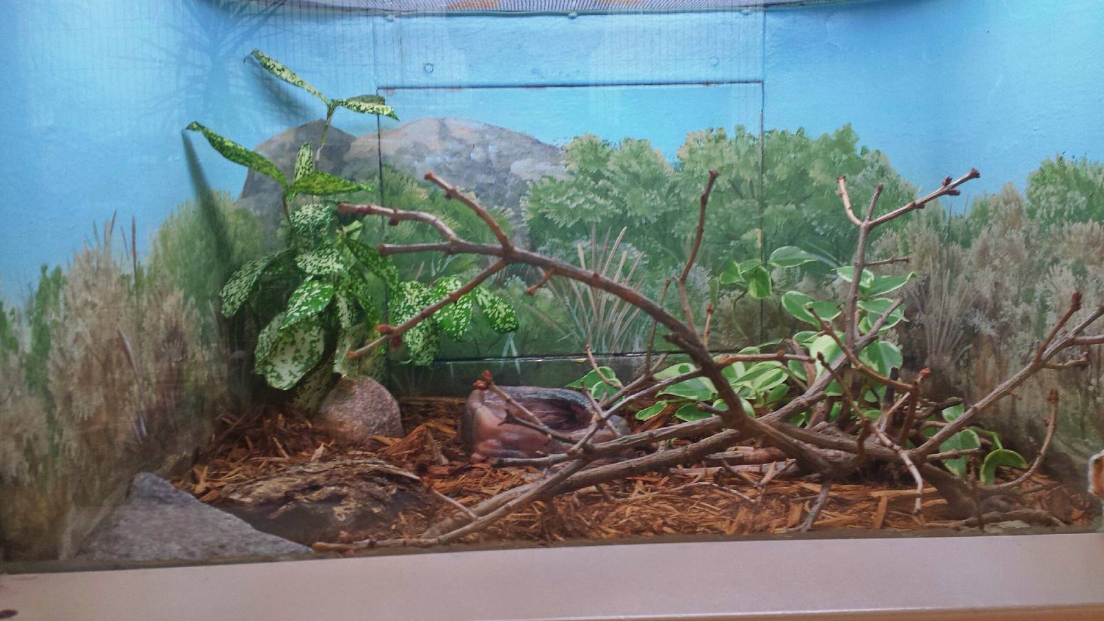 Feathers + Scales - African House Snake Exhibit