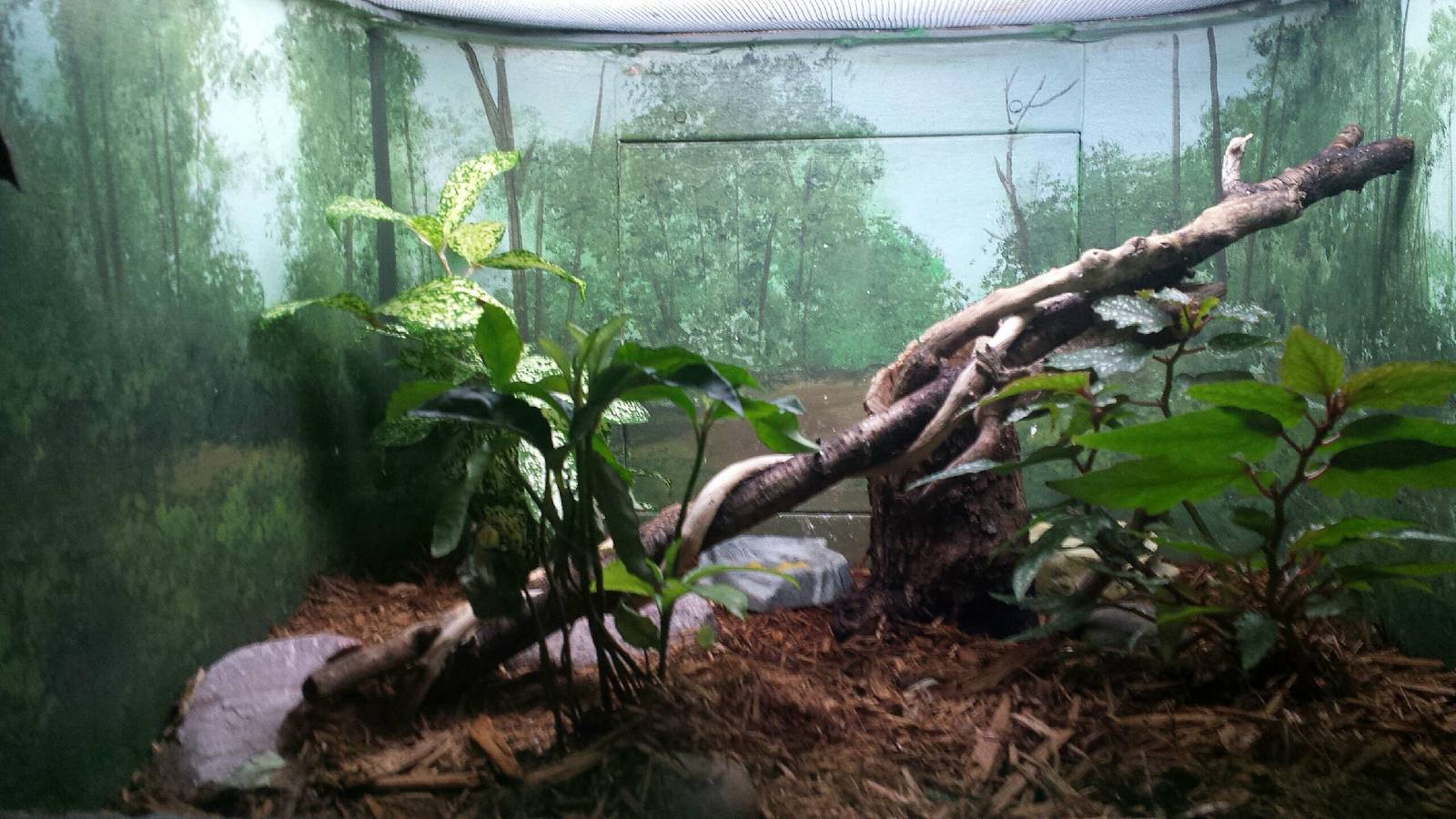 Feathers + Scales - Bavay's Giant Gecko Exhibit