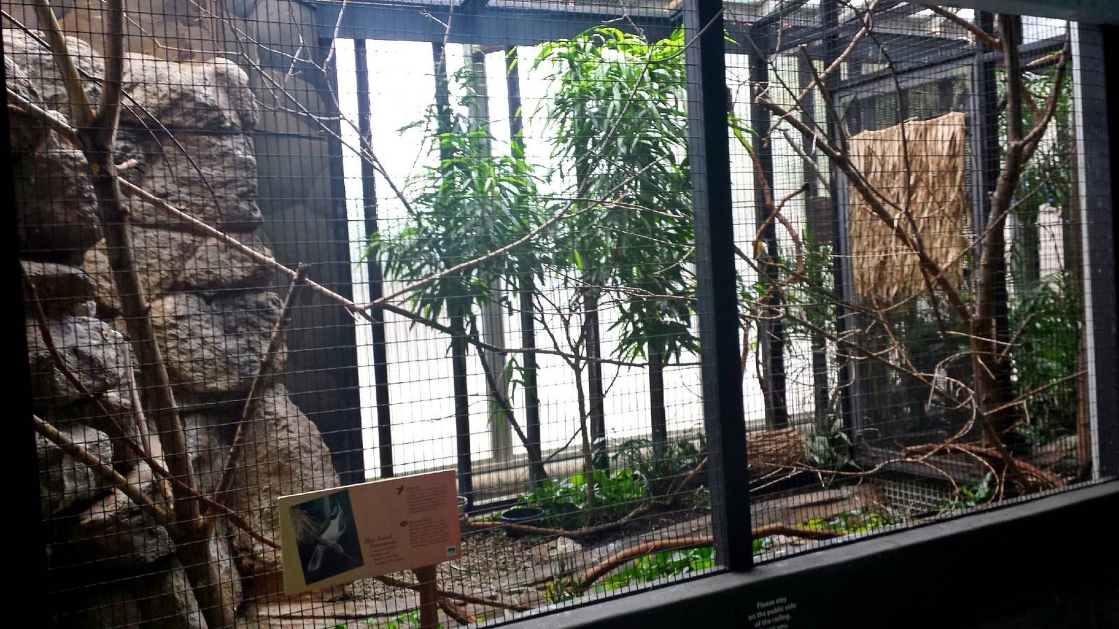 Feathers + Scales - Blue-faced Honeyeater Exhibit