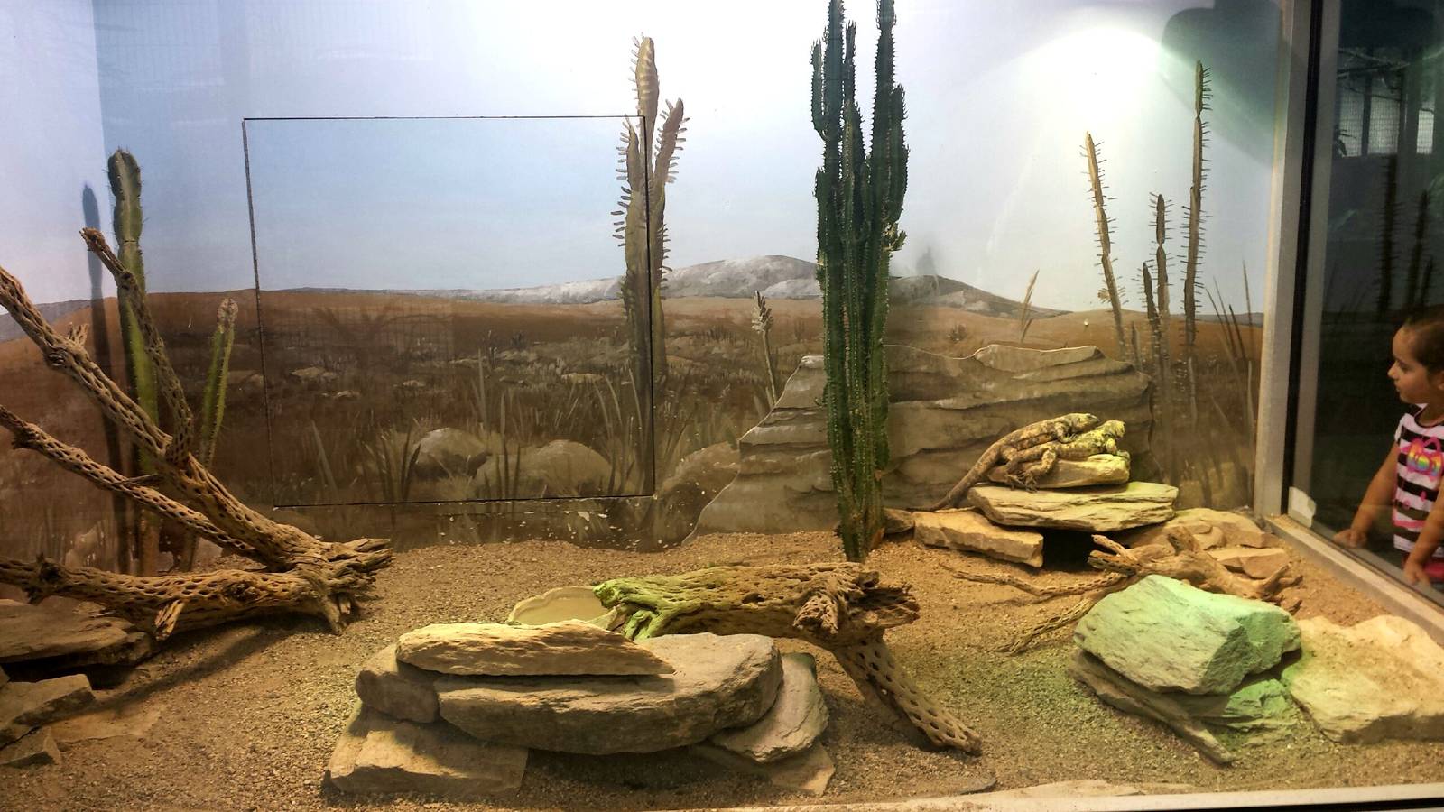 Feathers + Scales - Chuckwalla + Desert Tortoise Exhibit